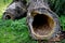 treeÂ hollowÂ or tree hole is a semi-enclosed cavity which has naturally